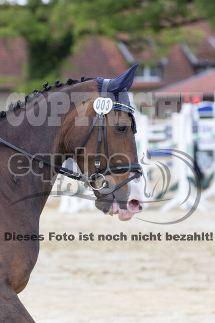 Sterne über Münster 2019 - CCI***S