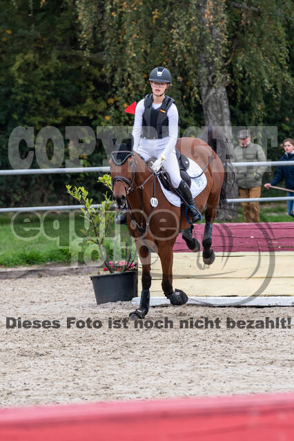 Goldene Schärpe 2020 - Pferde