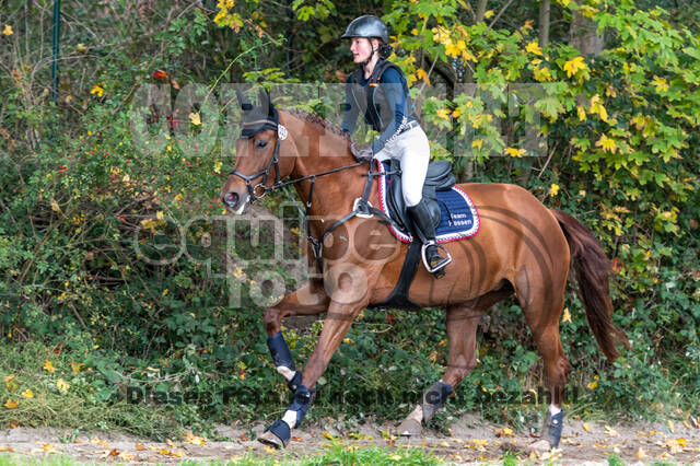 Goldene Schärpe 2020 - Pferde