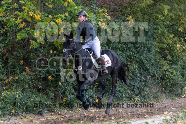 Goldene Schärpe 2020 - Pferde