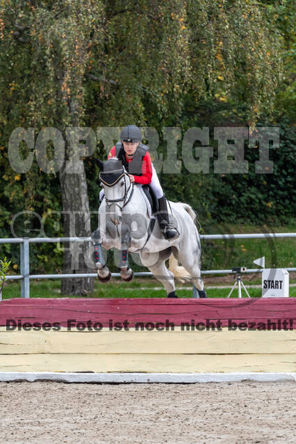 Goldene Schärpe 2020 - Pferde