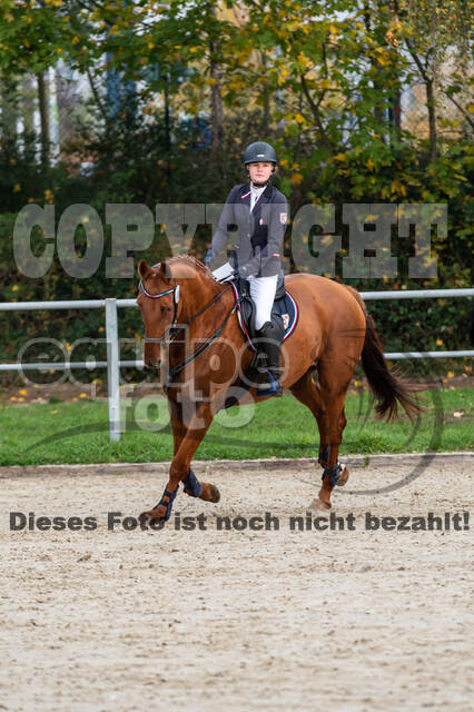 Goldene Schärpe 2020 - Pferde