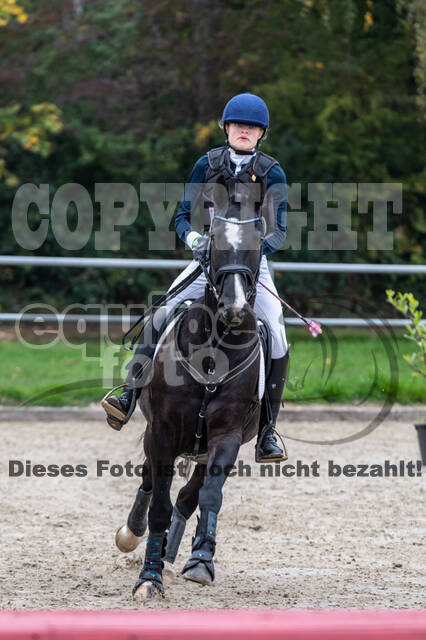 Goldene Schärpe 2020 - Pferde