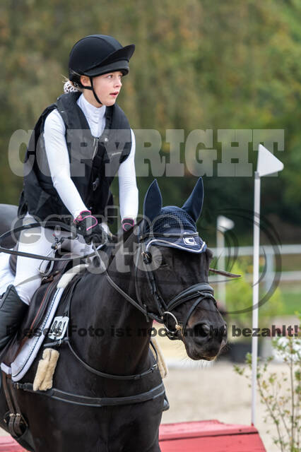 Goldene Schärpe 2020 - Pferde