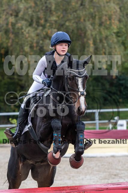 Goldene Schärpe 2020 - Pferde