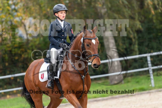 Goldene Schärpe 2020 - Pferde