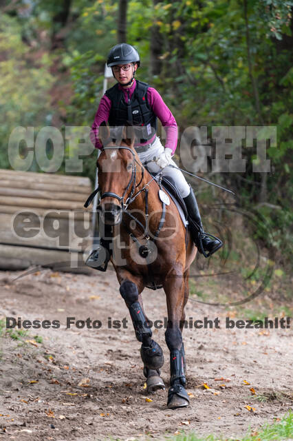 Goldene Schärpe 2020 - Pferde