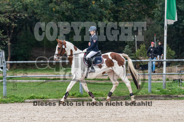 Goldene Schärpe 2020 - Pferde