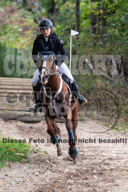 Goldene Schärpe 2020 - Pferde