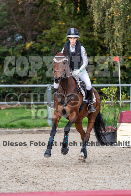 Goldene Schärpe 2020 - Pferde