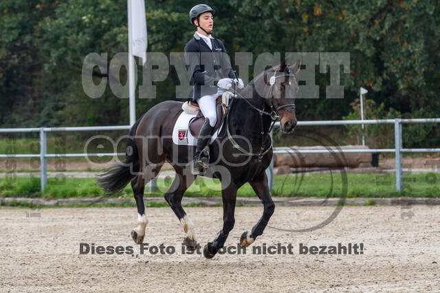 Goldene Schärpe 2020 - Pferde