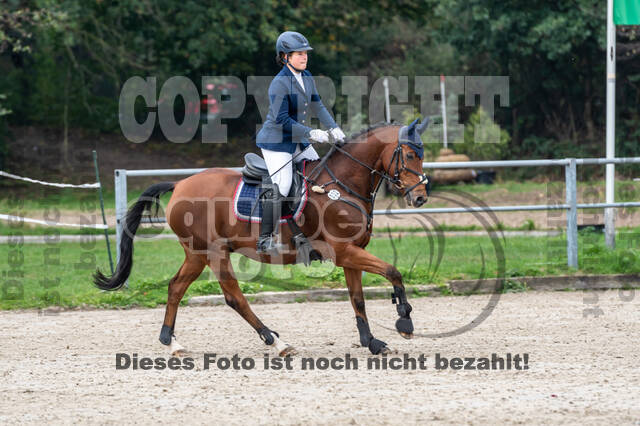 Goldene Schärpe 2020 - Pferde