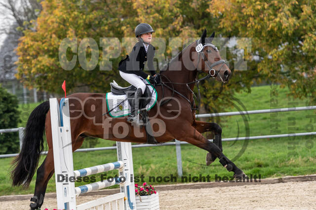 Goldene Schärpe 2020 - Pferde