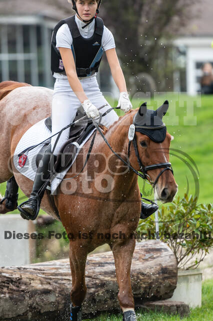 Goldene Schärpe 2020 - Pferde