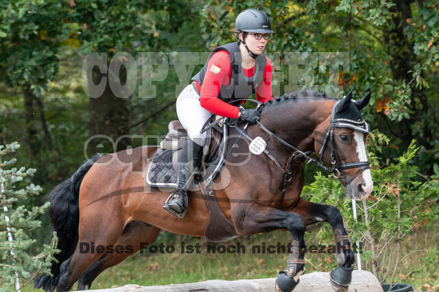 Goldene Schärpe 2020 - Pferde