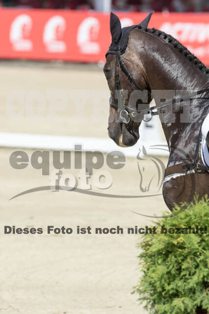 FEI European Championship