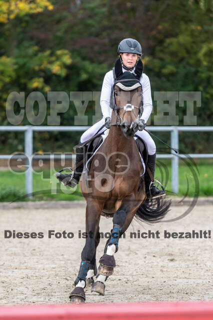 Goldene Schärpe 2020 - Pferde