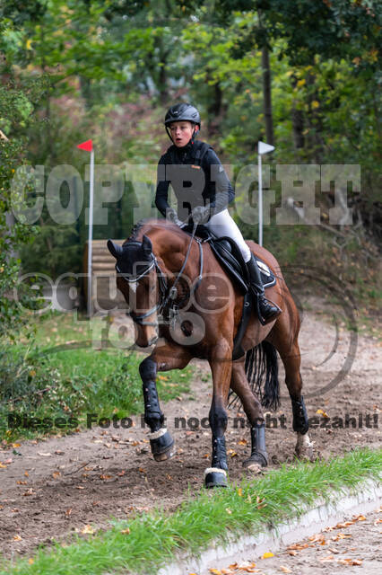 Goldene Schärpe 2020 - Pferde