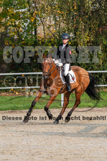 Goldene Schärpe 2020 - Pferde