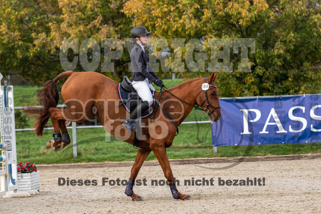 Goldene Schärpe 2020 - Pferde