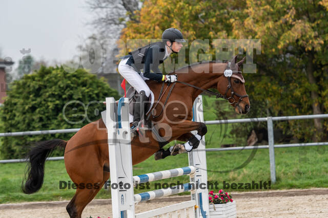 Goldene Schärpe 2020 - Pferde