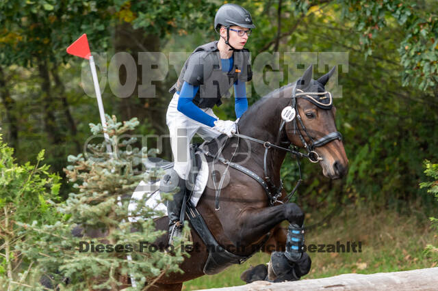 Goldene Schärpe 2020 - Pferde