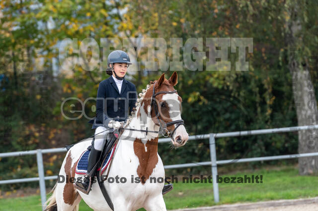 Goldene Schärpe 2020 - Pferde