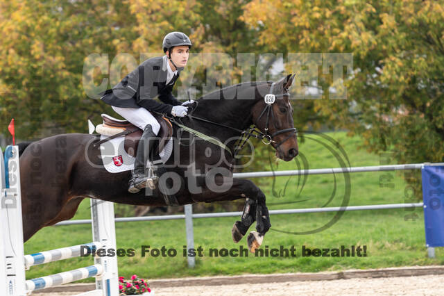 Goldene Schärpe 2020 - Pferde