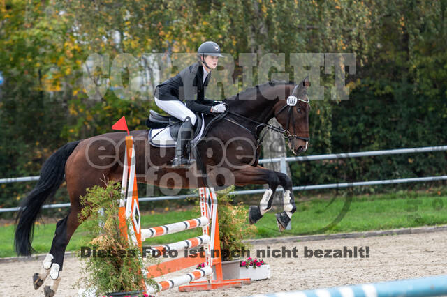 Goldene Schärpe 2020 - Pferde