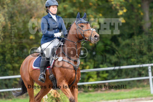 Goldene Schärpe 2020 - Pferde