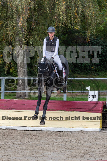 Goldene Schärpe 2020 - Pferde