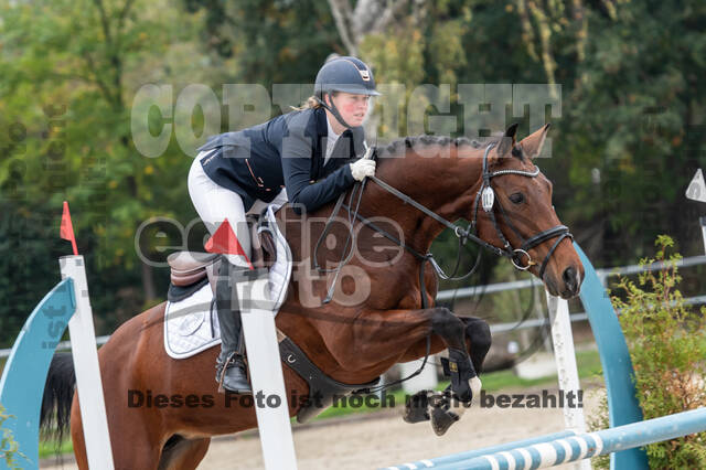 Goldene Schärpe 2020 - Pferde