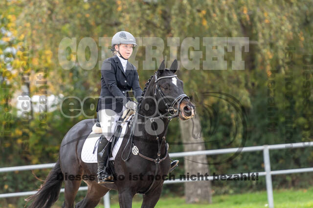 Goldene Schärpe 2020 - Pferde