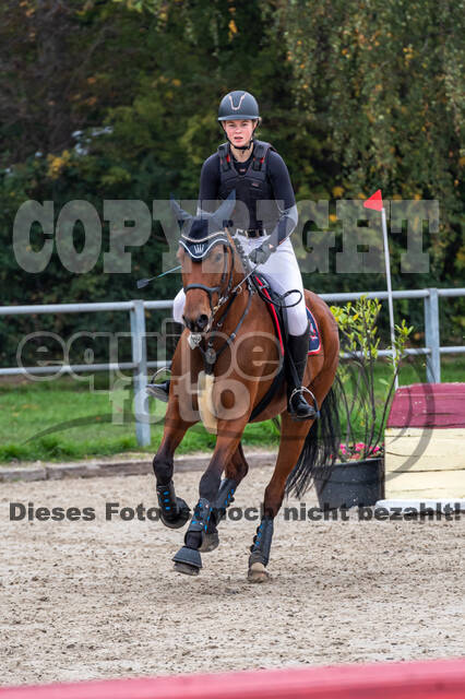 Goldene Schärpe 2020 - Pferde