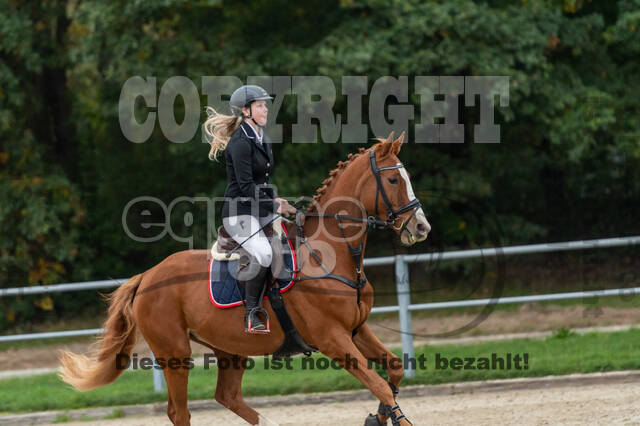 Goldene Schärpe 2020 - Pferde