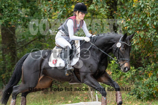 Goldene Schärpe 2020 - Pferde