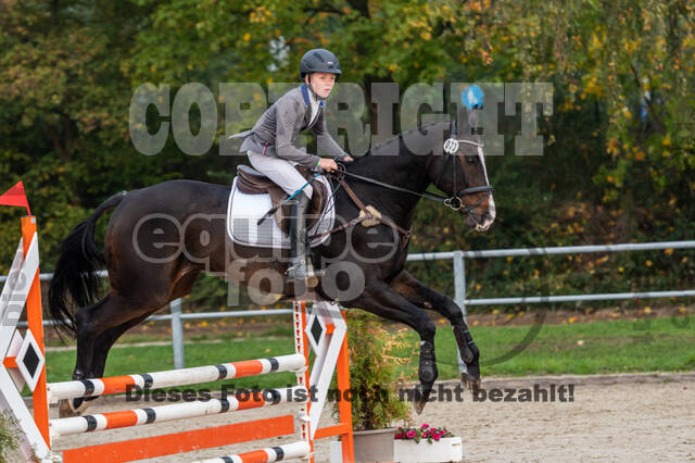 Goldene Schärpe 2020 - Pferde