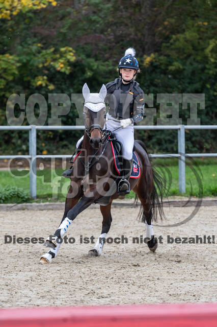 Goldene Schärpe 2020 - Pferde