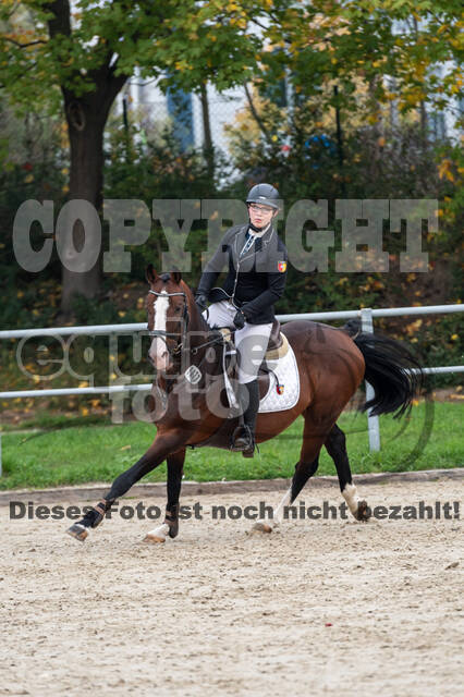 Goldene Schärpe 2020 - Pferde