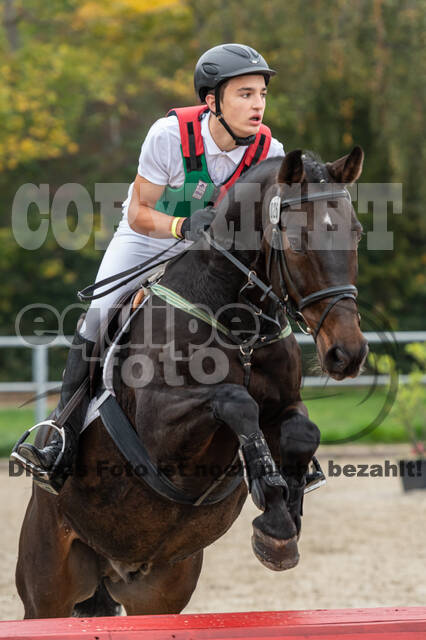 Goldene Schärpe 2020 - Pferde