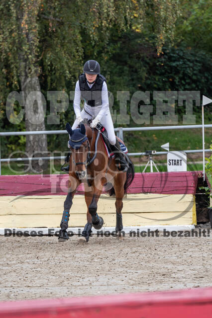 Goldene Schärpe 2020 - Pferde