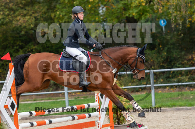 Goldene Schärpe 2020 - Pferde