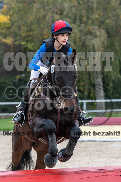 Goldene Schärpe 2020 - Pferde