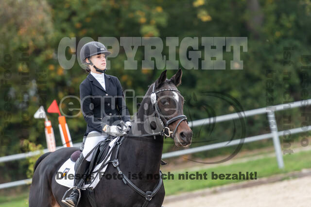 Goldene Schärpe 2020 - Pferde