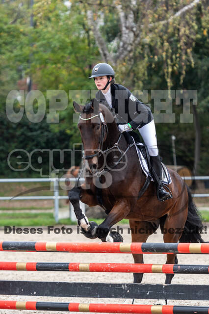 Goldene Schärpe 2020 - Pferde