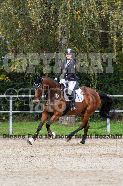 Goldene Schärpe 2020 - Pferde