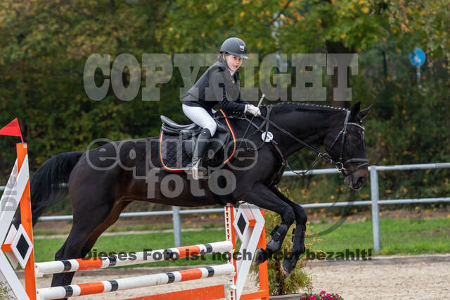 Goldene Schärpe 2020 - Pferde