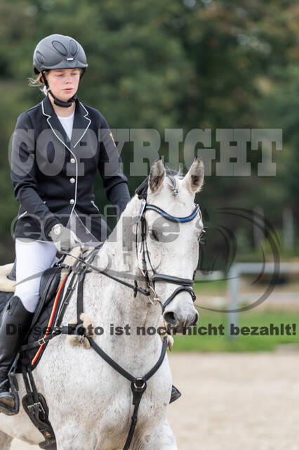 Goldene Schärpe 2020 - Pferde