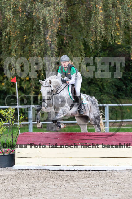 Goldene Schärpe 2020 - Pferde