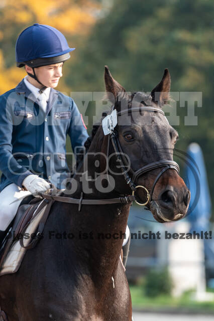 Goldene Schärpe 2020 - Pferde